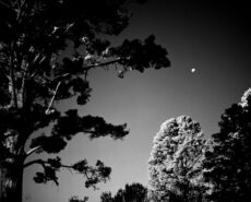 Rollei Infrared 400 (35mm) - Image 6