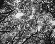 Rollei RPX 100 (120) - Image 5