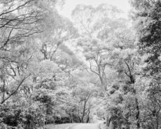 Rollei RPX 25 (4x5) - Image 2