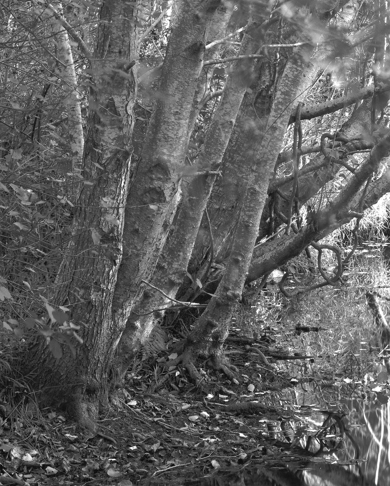 tree-closeup