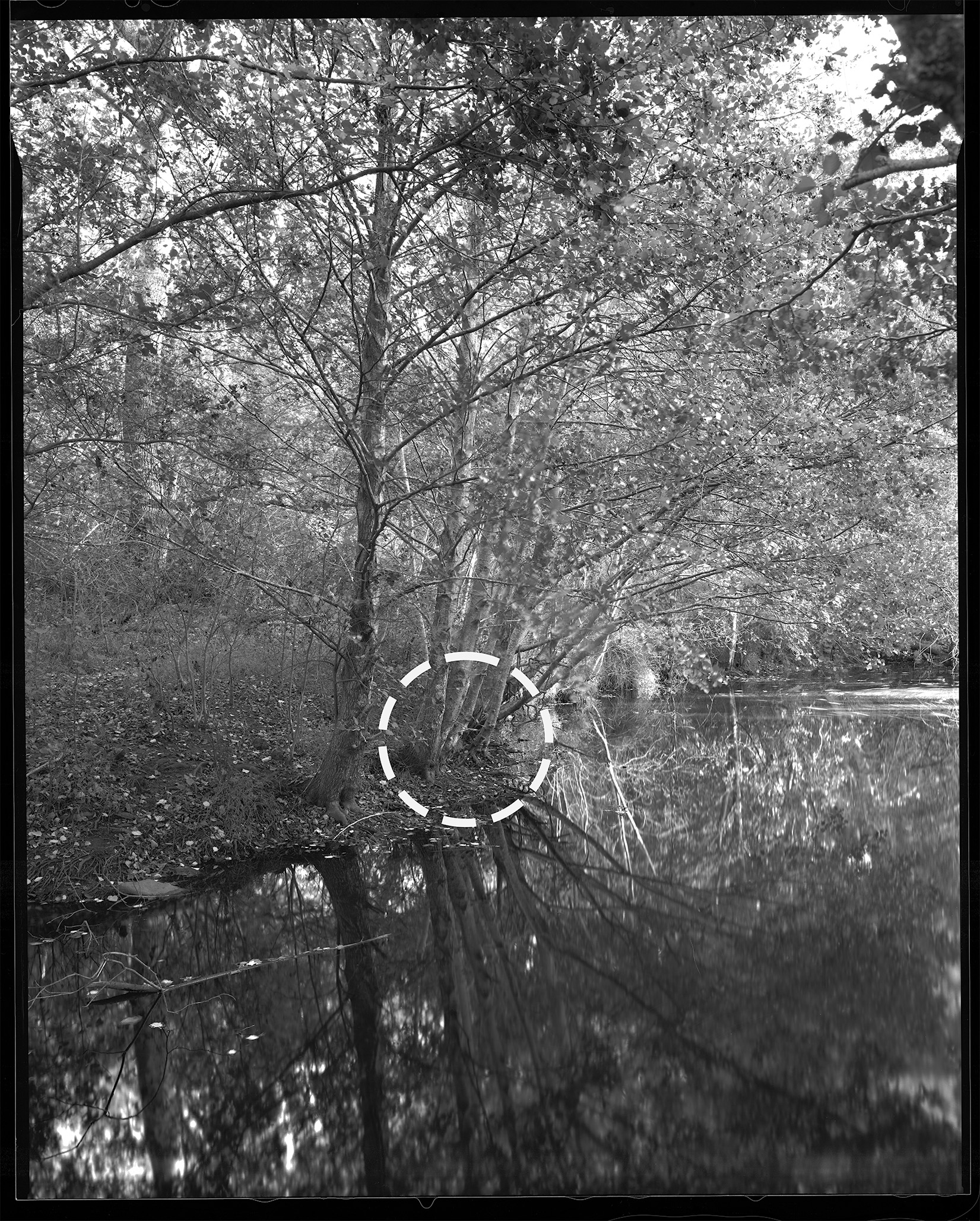 tree-scan